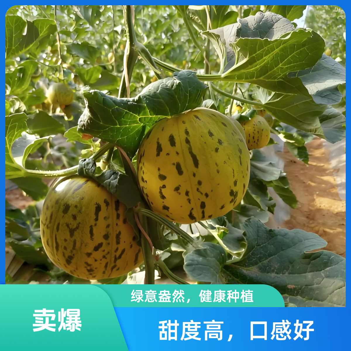 【津园生鲜】甜瓜、吉塘精彩甜瓜、天津本地现摘先发、酥脆纯甜、瓜香浓郁、4.8-5.2斤顺丰送货上门新鲜天津市