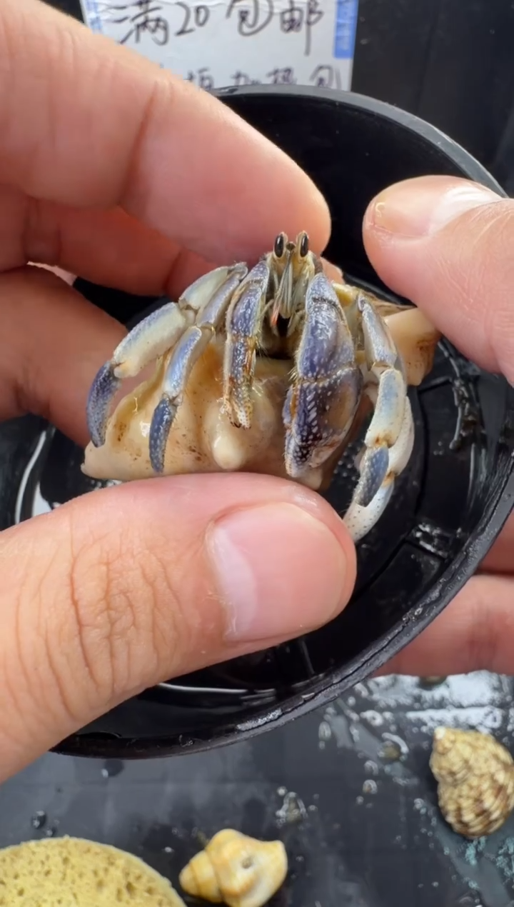 紫陆一只，不包全品