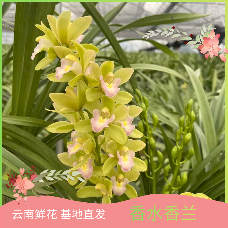 【香水香兰】鲜花云南鲜花基地直发美观大气清新卧室阳台客厅易养护