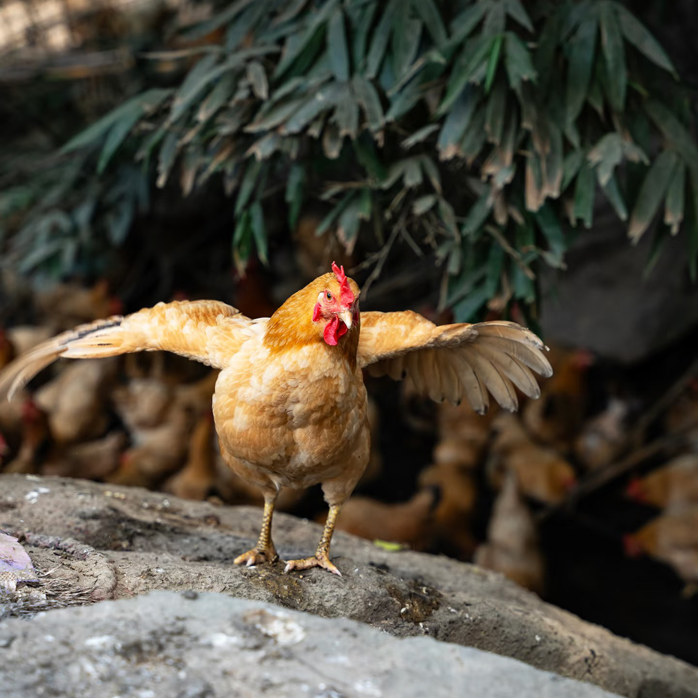 现抓现杀梁弄农家土鸡  7个月以上（生鸡）顺丰包邮