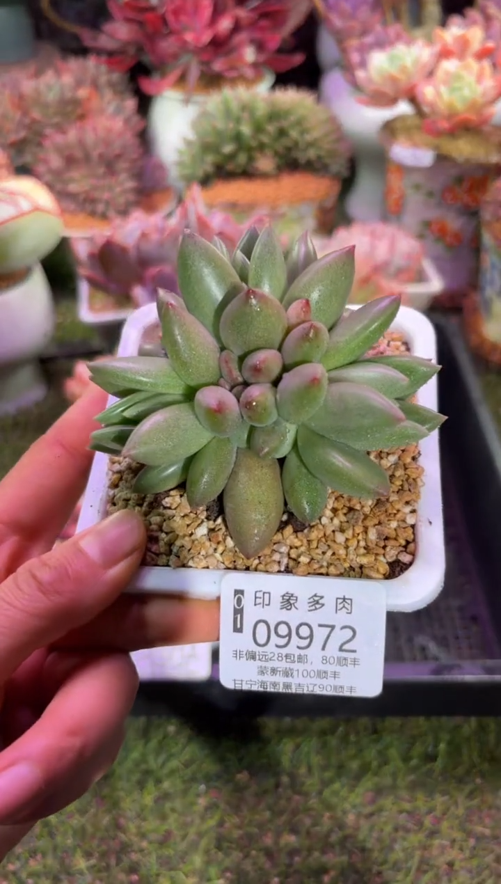 【闪购商品】09972