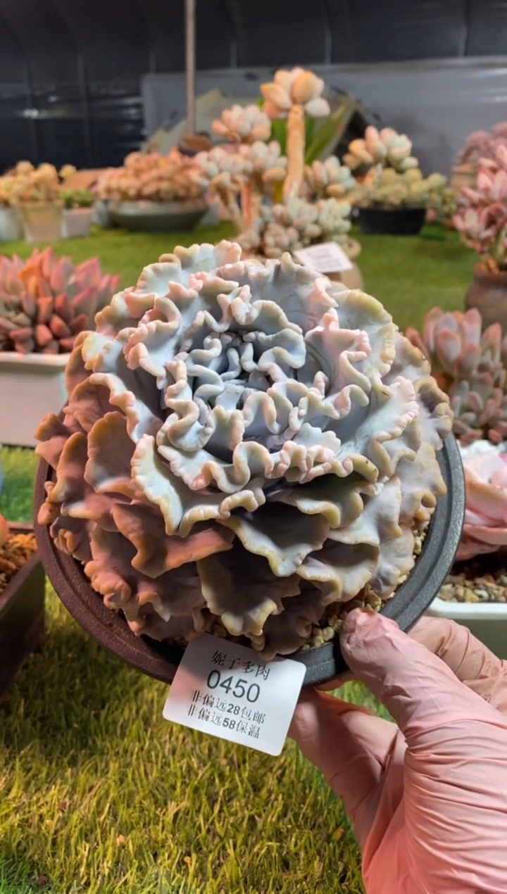 【闪购商品】0450a