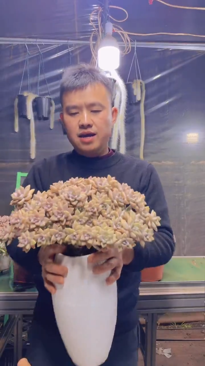 121淡雪缀化一物一拍