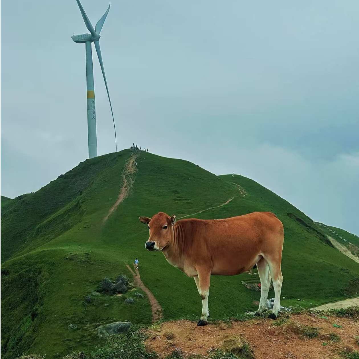 助农不易.拍下请勿退单感谢支持 !  广西农家土黄牛肉