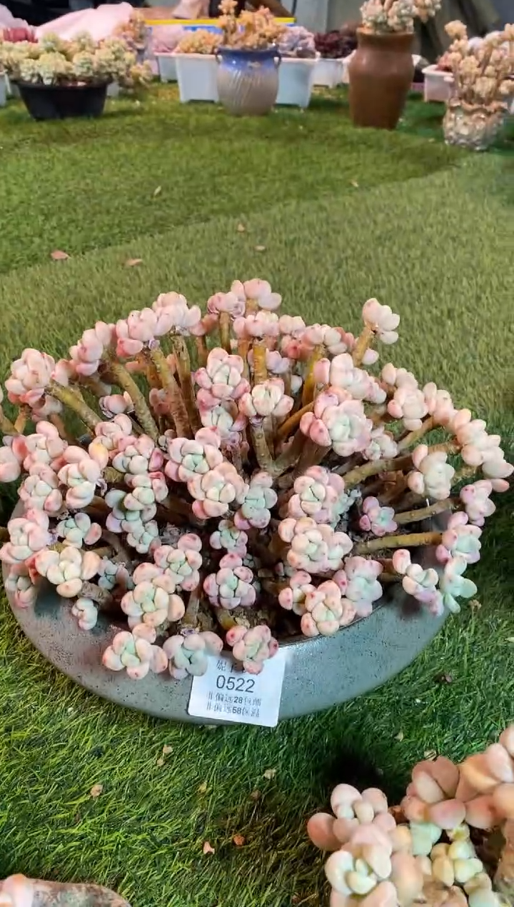 【闪购商品】0522a