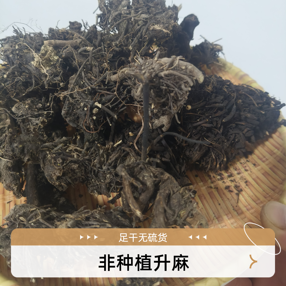升麻 甘肃大山里采挖整根的 非种植 无硫 足干货  