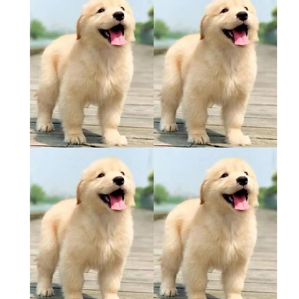 （贝伊犬舍）T狗狗活体