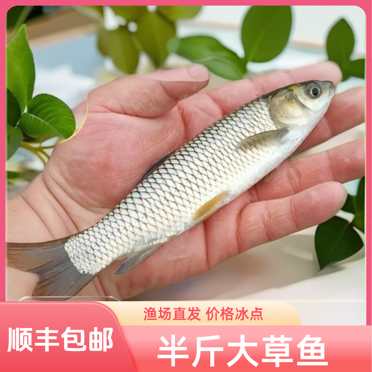 优质大草鱼皖鱼花鲢鱼白鲢鱼螺丝青鱼鲫鱼鲤鱼活体鱼