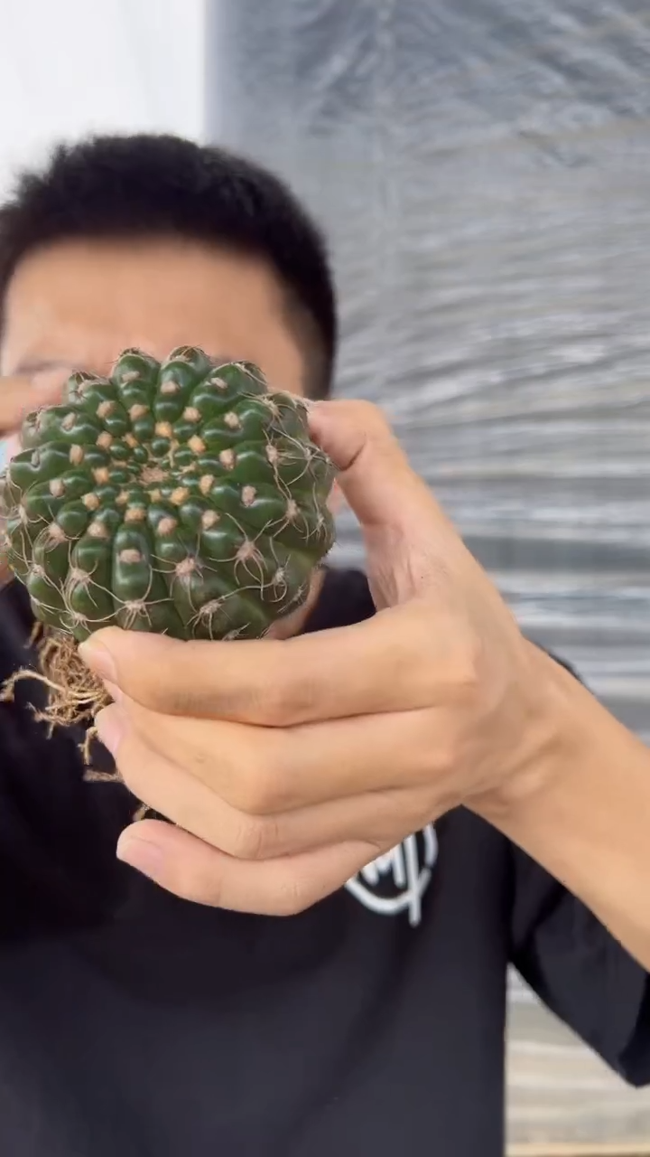 实生根 单头 眩美玉