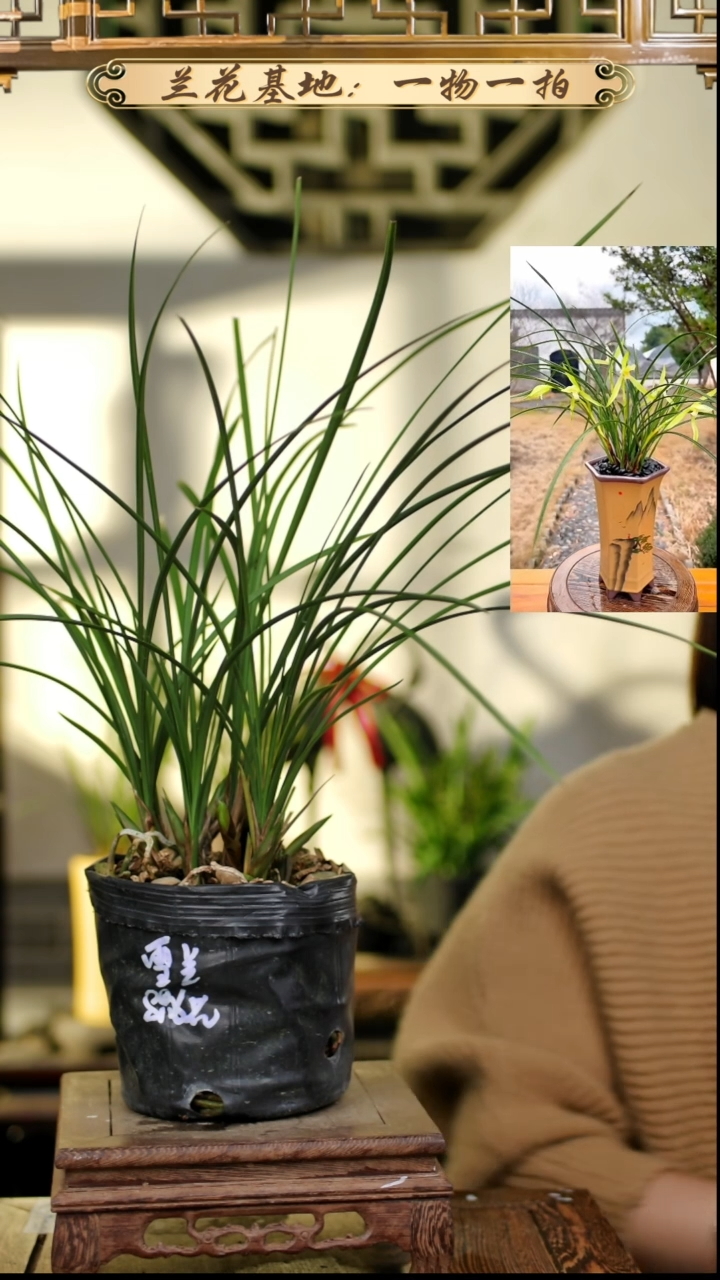 完全开放春兰雪兰