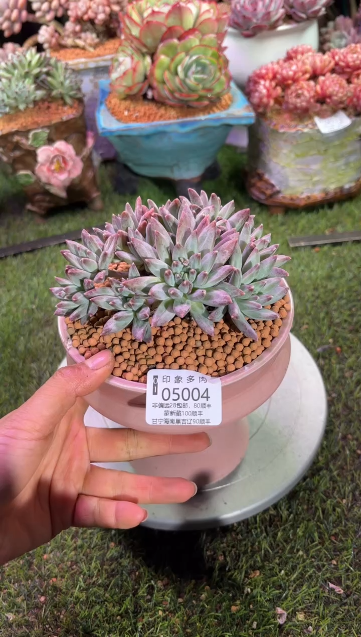 【闪购商品】05004