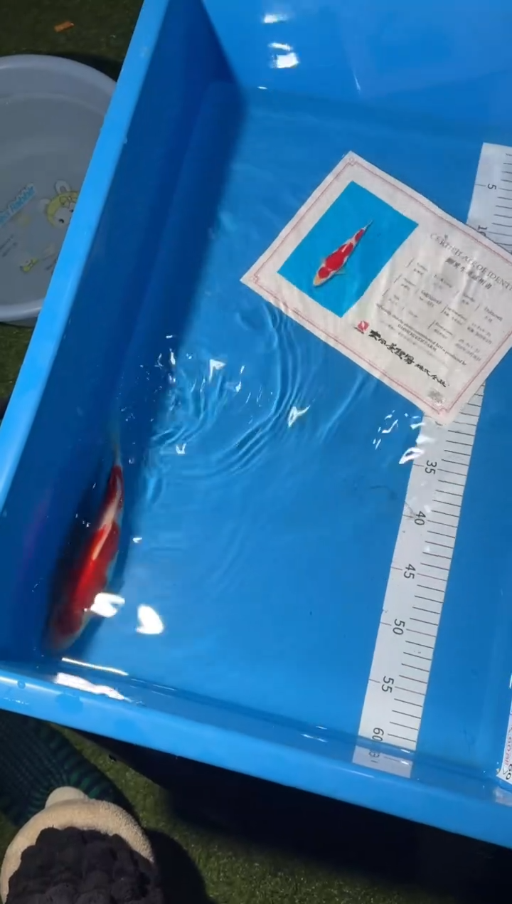 锦鲤精品锦鲤一尾