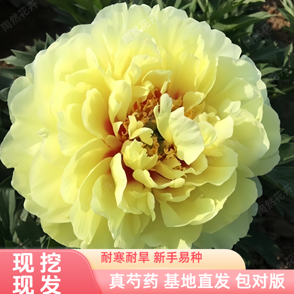 【芭茨拉】芍药花苗带芽发货重瓣大花芍药阳台庭院种植基地现挖发货