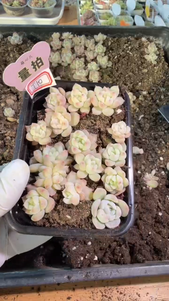 T10灯泡心切糕1盒 量拍多肉植物