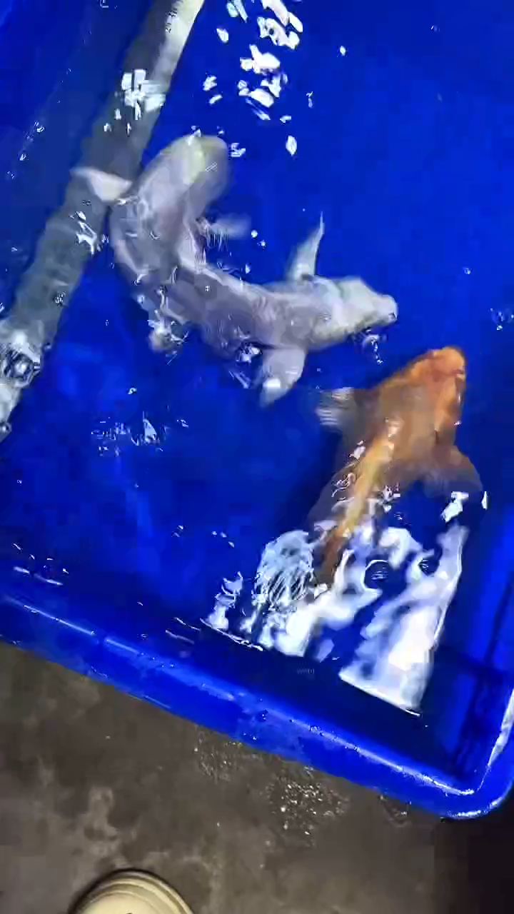 蝴蝶鲤蝴蝶鲤直播选鱼专用链接