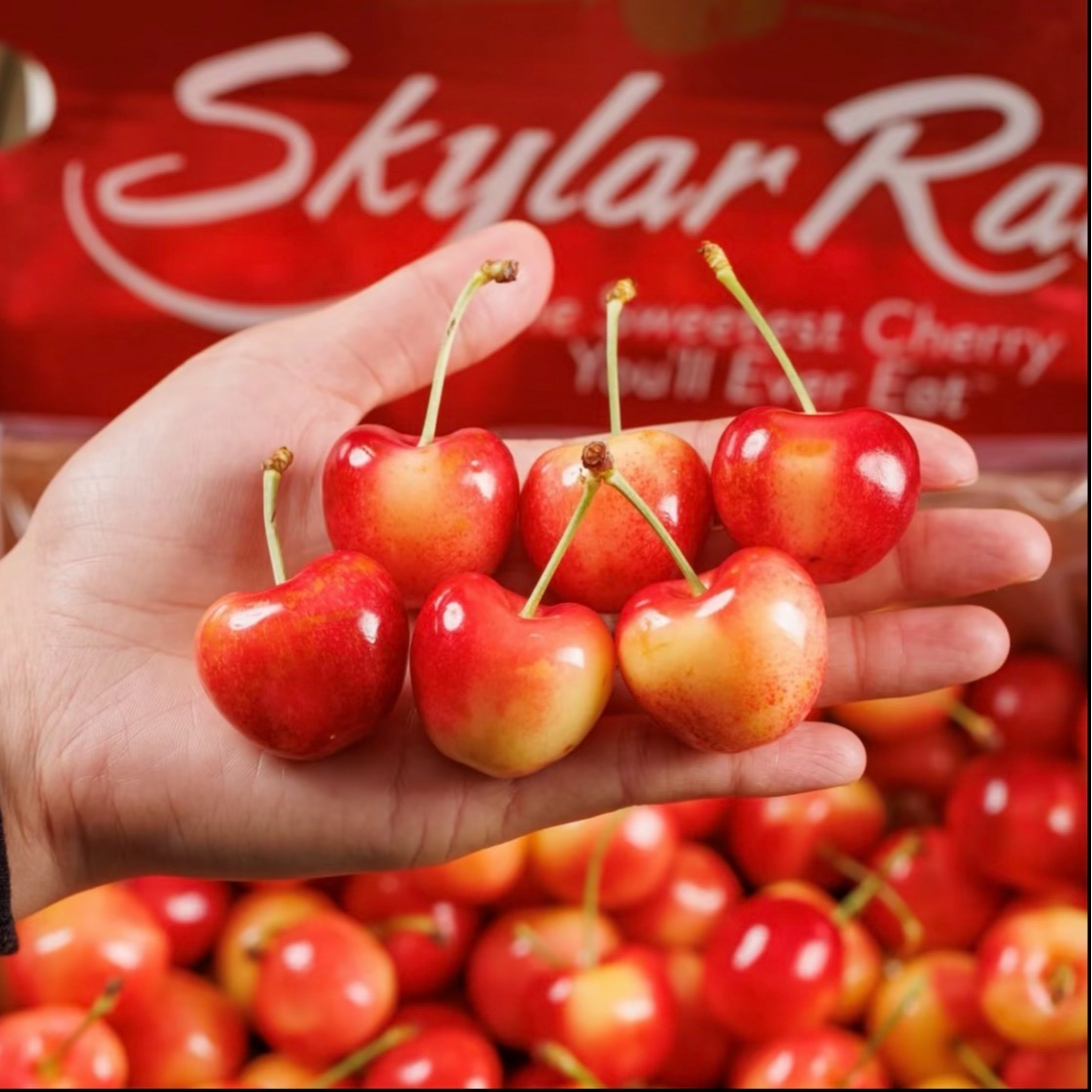 【3J高品质黄车次日达A】斯凯拉雷黄车4斤智利空运车厘子内附果径卡斯凯拉雷樱桃智利共和国