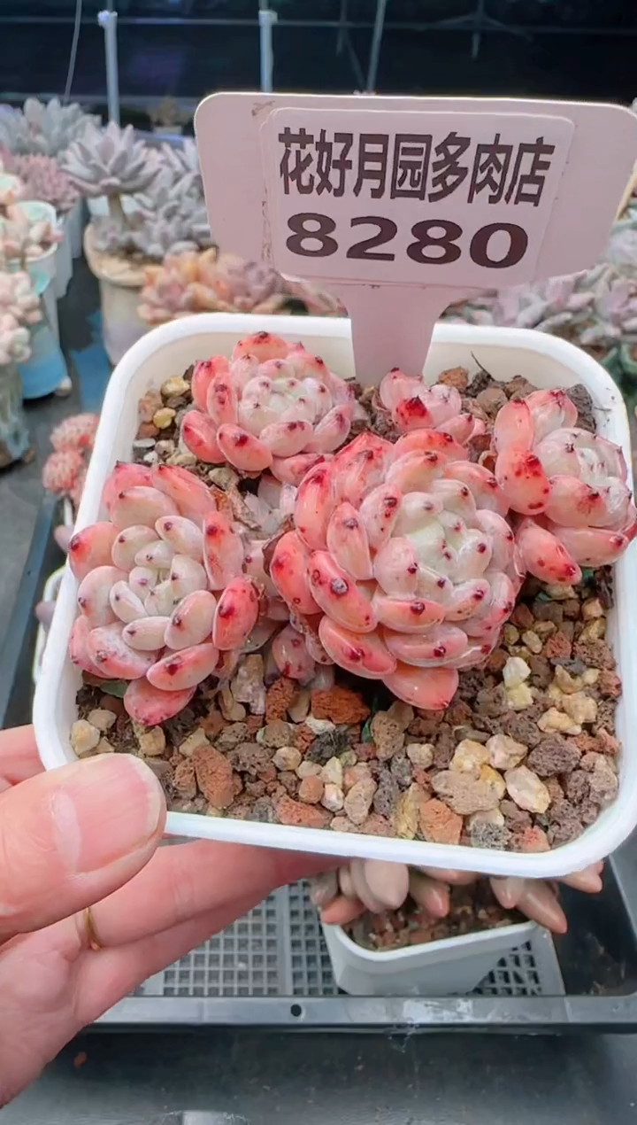 【闪购商品】8280.