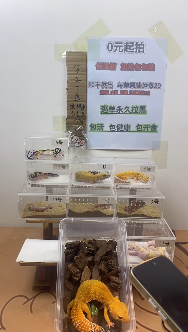 豹纹守宫豹纹守宫幼苗亚成体成体肥尾