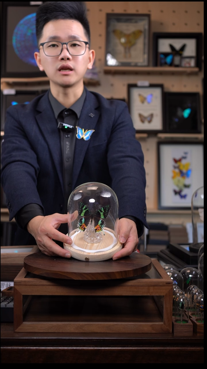 太阳蛾图圣诞玻璃罩款