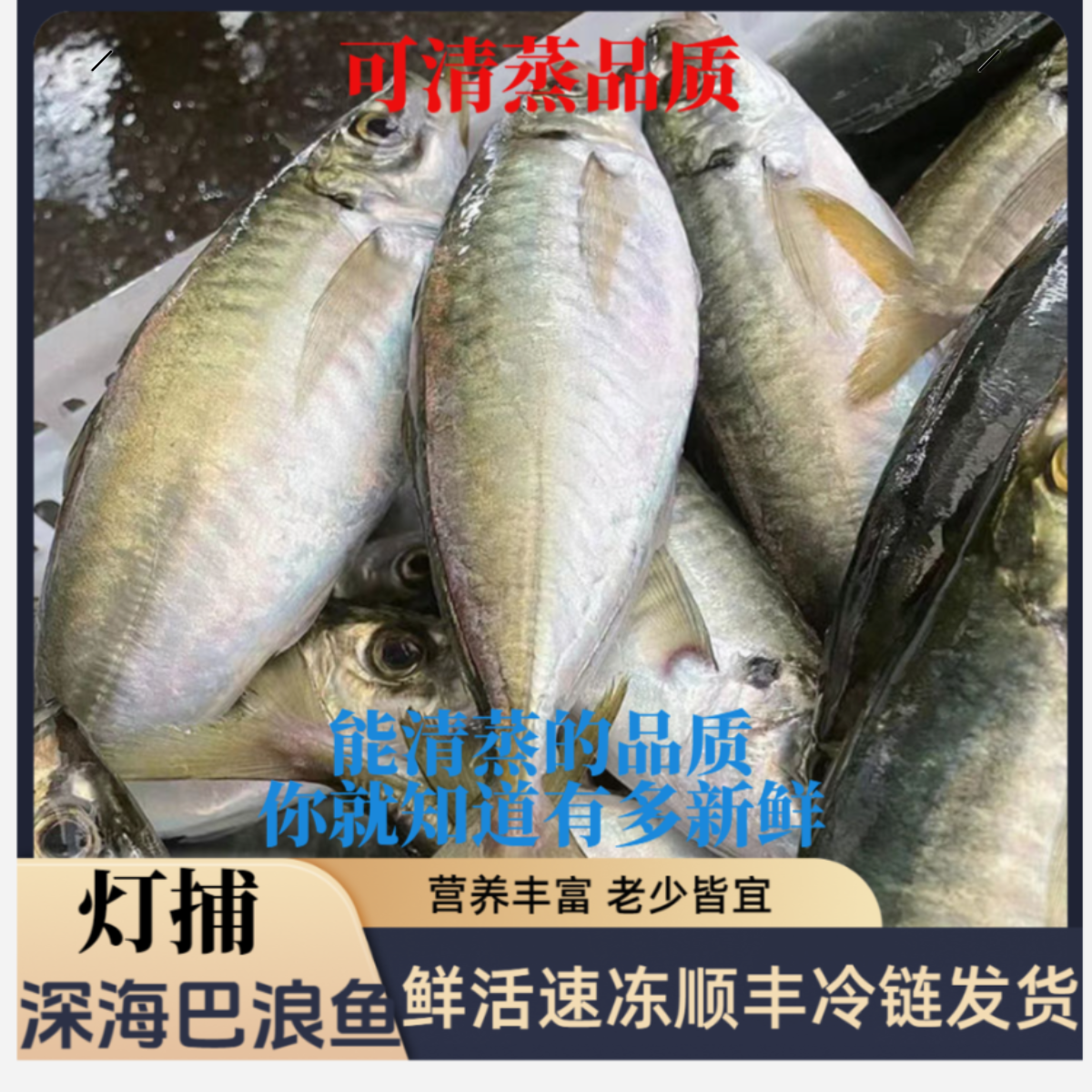 【当天新货】正宗灯光捕巴浪鱼东山岛本港发货可清蒸刺身鳕鱼竹荚鱼