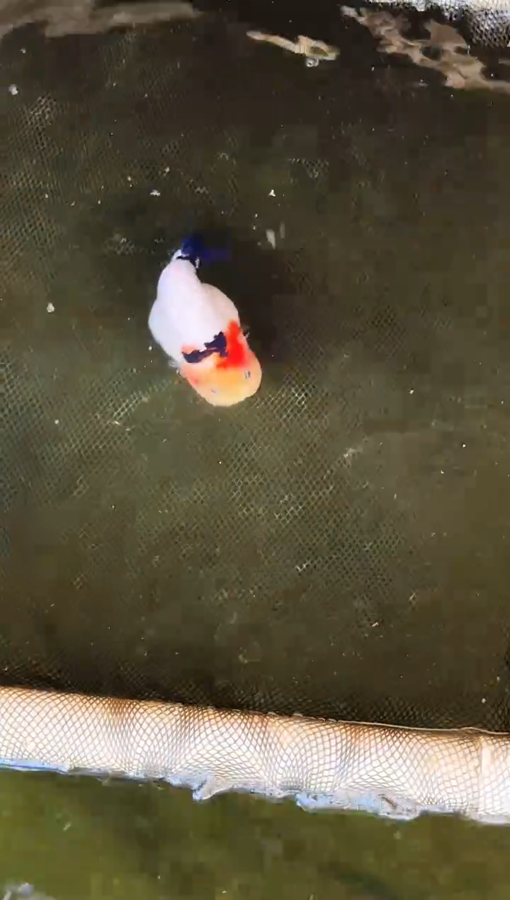 金鱼枯**?水娃娃渔场兰寿观赏鱼 不包邮