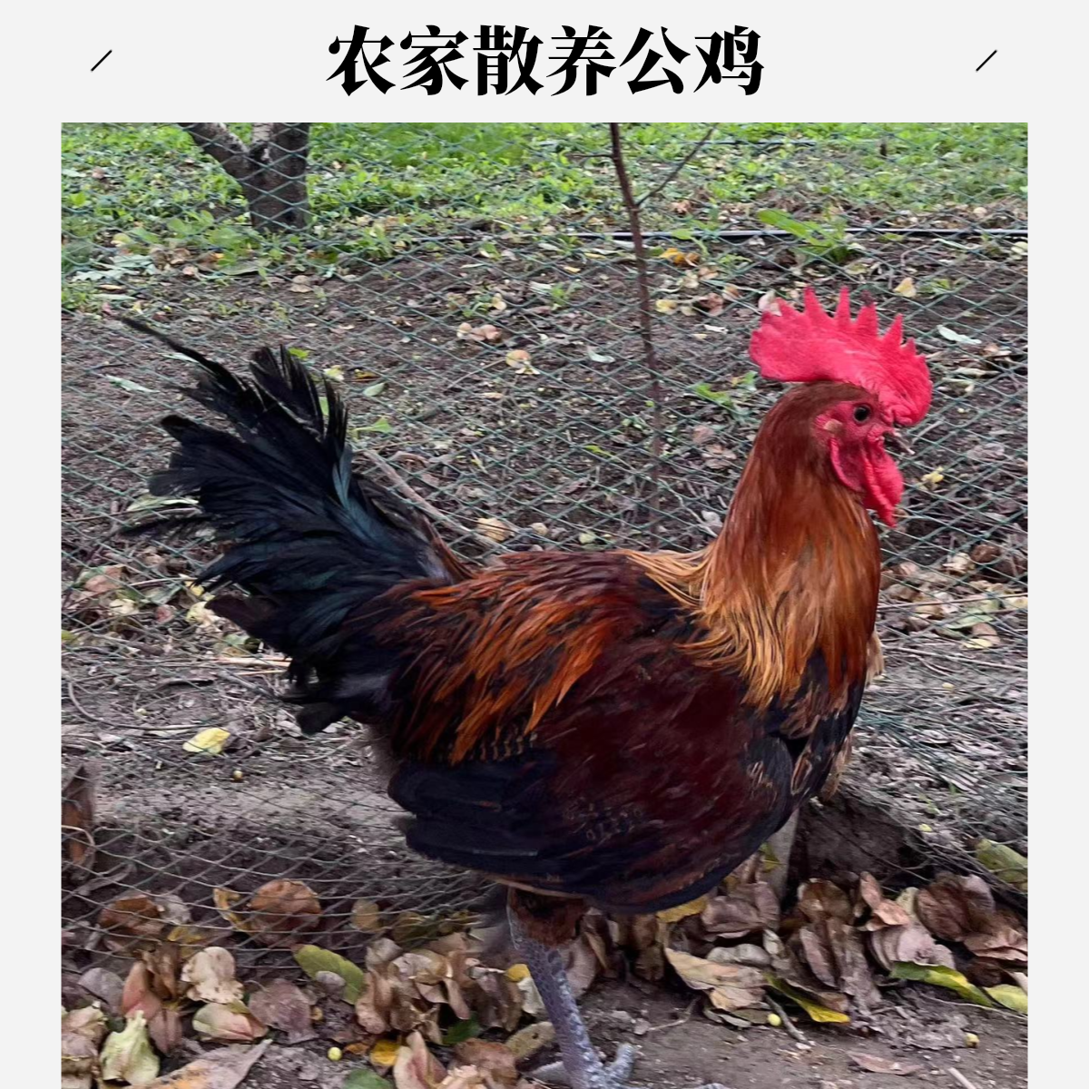 【两大只公鸡】8-9斤鸡场直发散养麻羽青脚土鸡农家散养鸡大公鸡