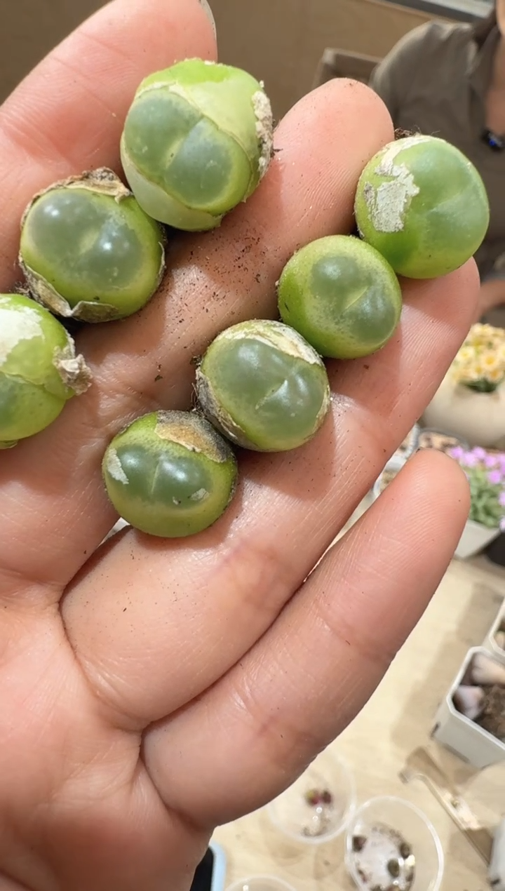 9-205多肉植物肉锥sh2606紫皮拉登一颗