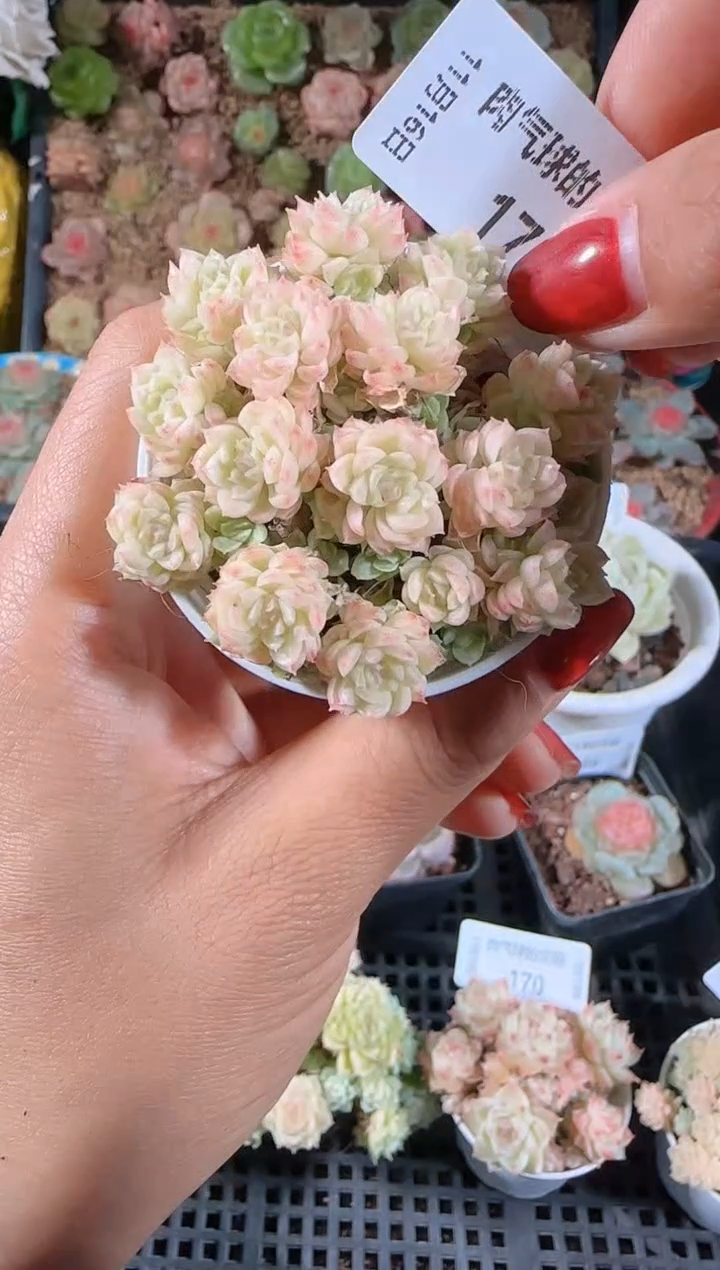 1116-173群生不包整