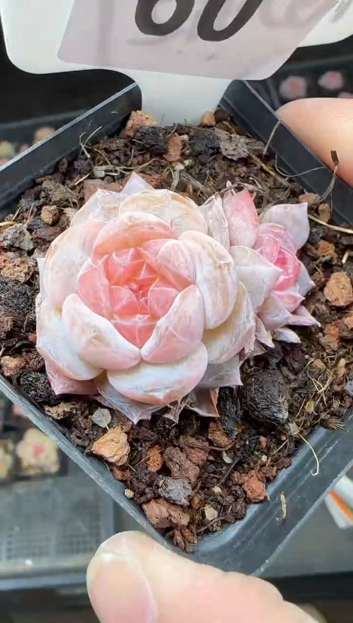 【闪购商品】一物一拍0217—60