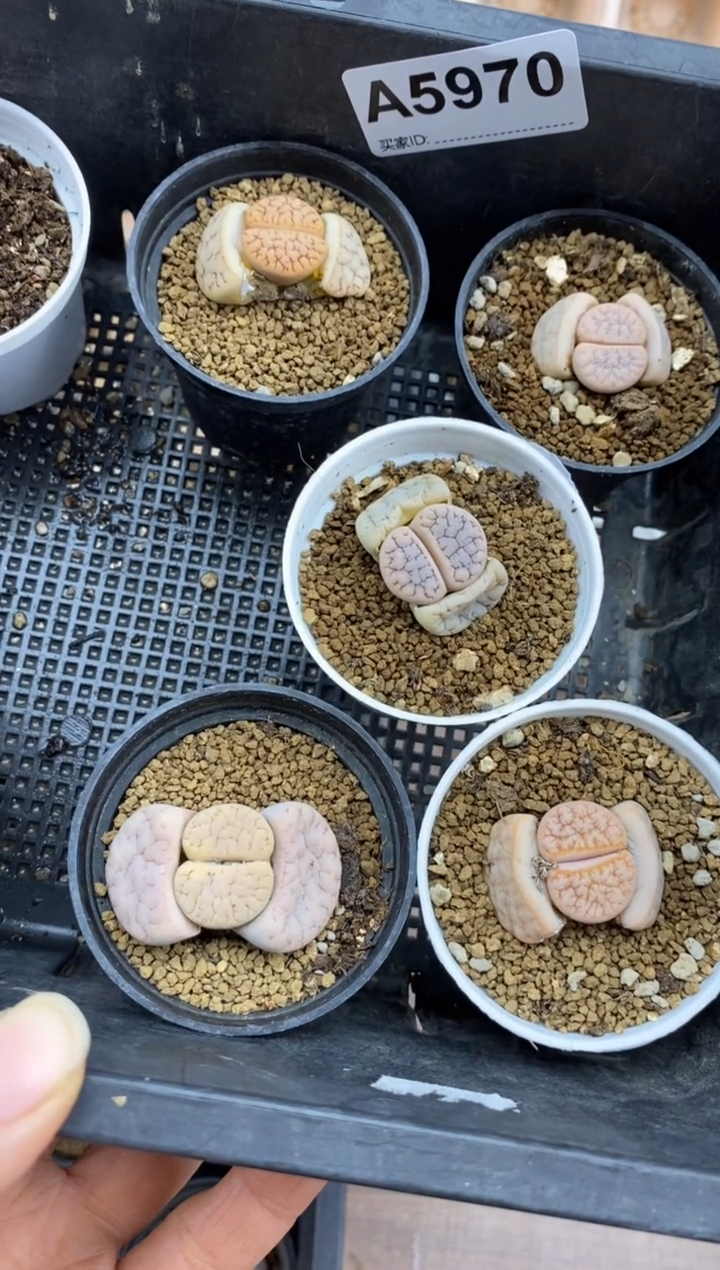 【闪购商品】5970直播一物一拍