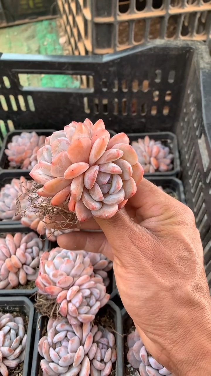 雪天使橙梦露双头3颗【2单包邮】