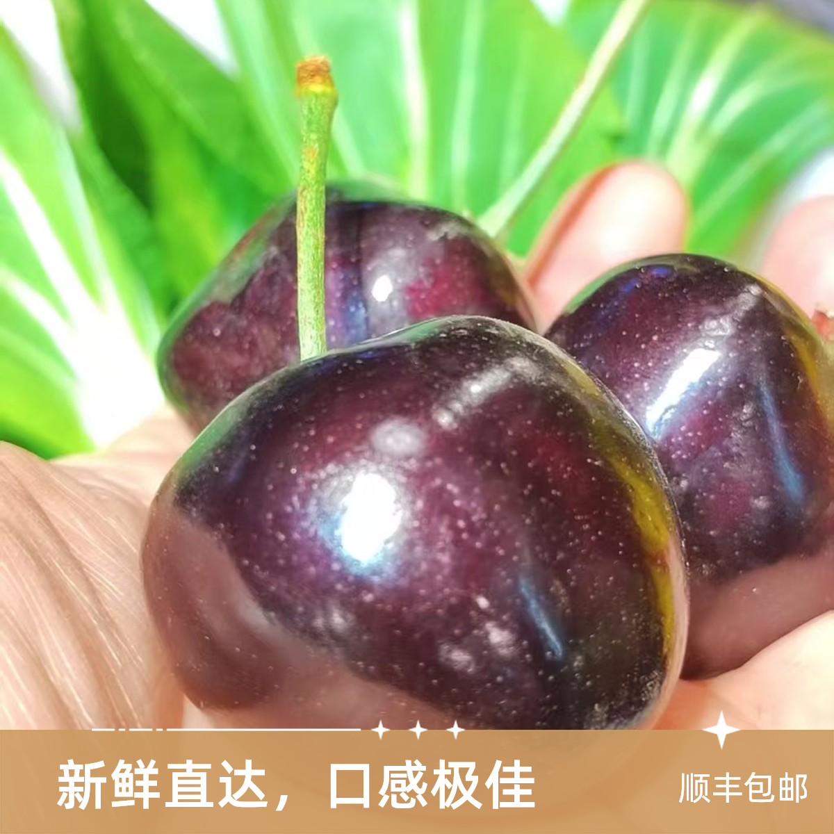 大连俄八大樱桃保甜4J(28克)以上新鲜水果俄罗斯8号樱桃