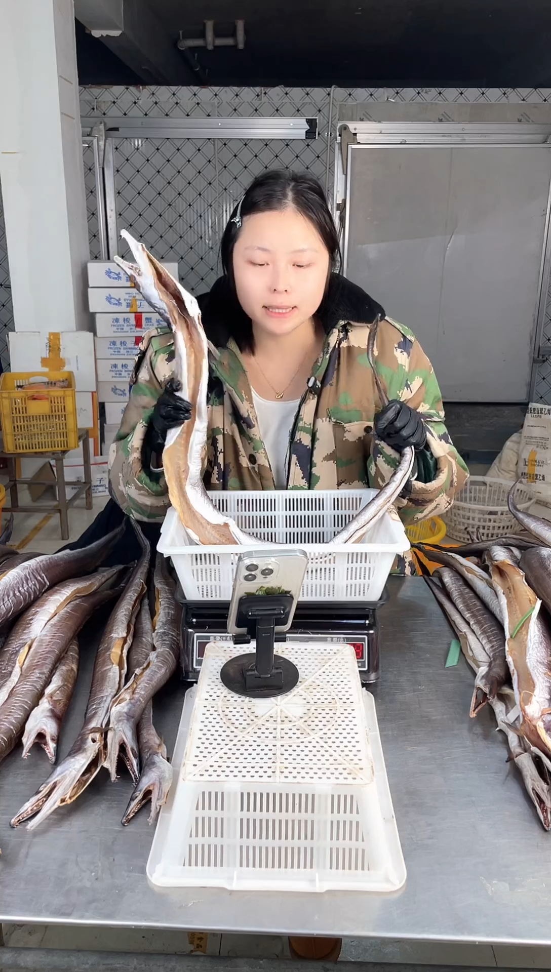 中国大陆3斤舟山内港风鳗