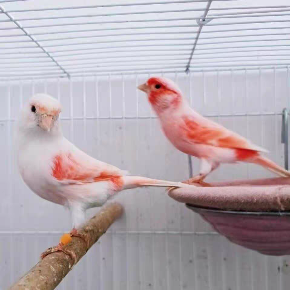 玉鸟芙蓉鸟活体直播间选鸟