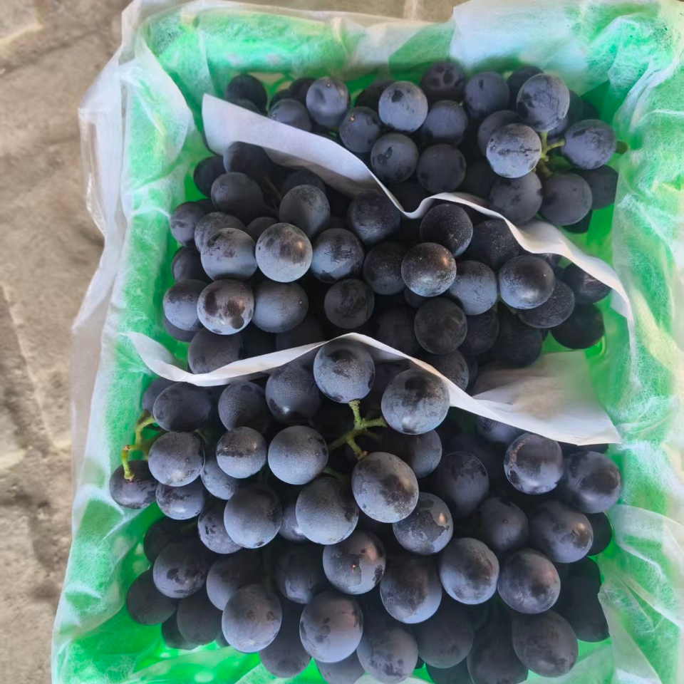 北疆蓝莓葡萄三斤半/箱 上海顺丰包邮 无化学肥料增甜剂膨大剂