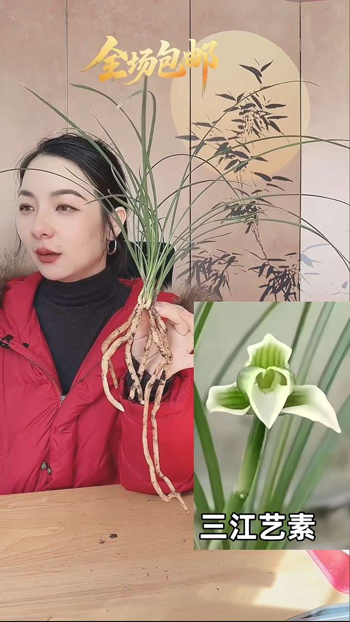 当前无花栽培后可以开花：三江艺素