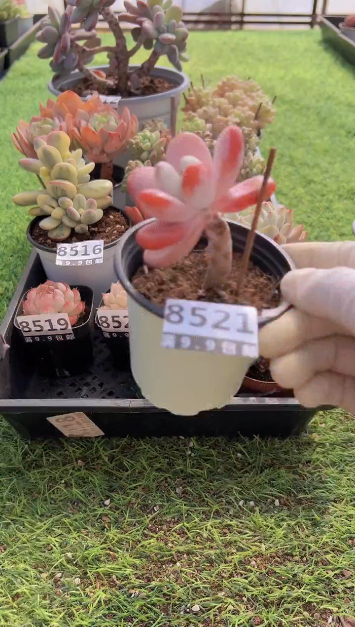 【闪购商品】信福多肉一物一拍