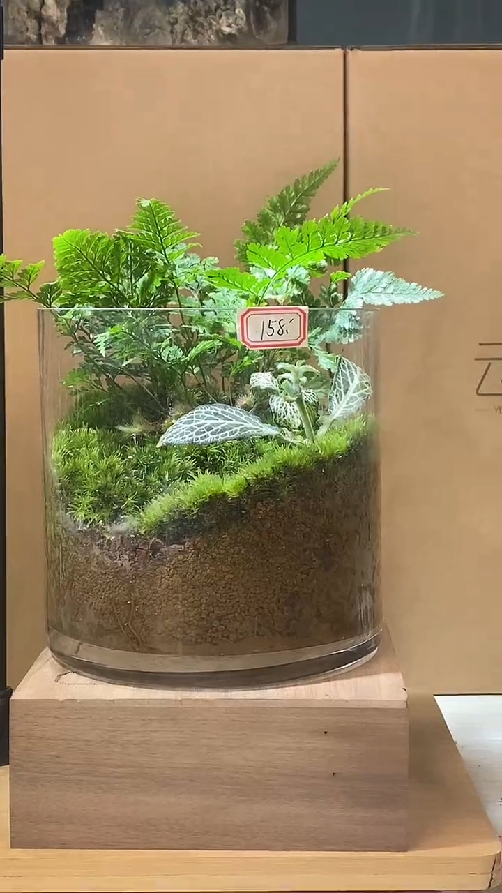 【闪购商品】孤品小圆缸绿意盎然款