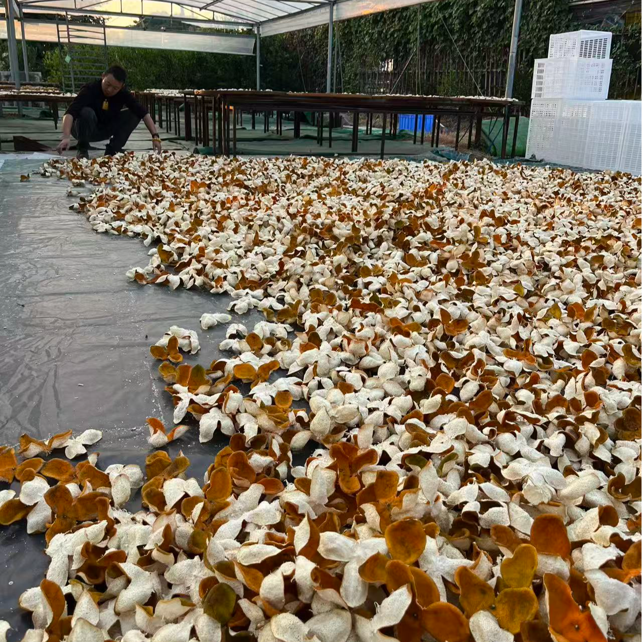 【天马大红皮】广东特产新会陈皮正宗新皮大红皮生食用晒罐装冬后皮