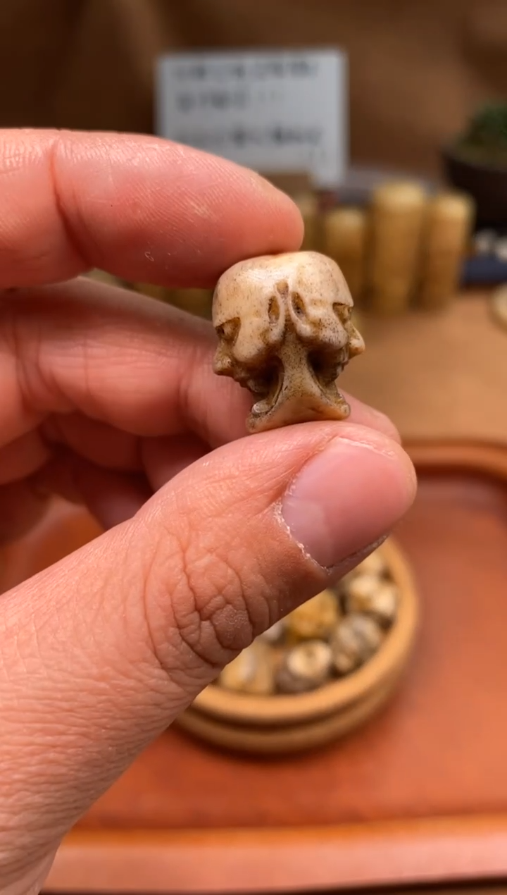 【闪购商品】鹿骨其他P978-鹿角般若-有裂