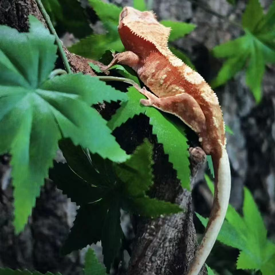 睫角守宫活体R属小宠蜥蜴壁虎爬宠爬虫小众