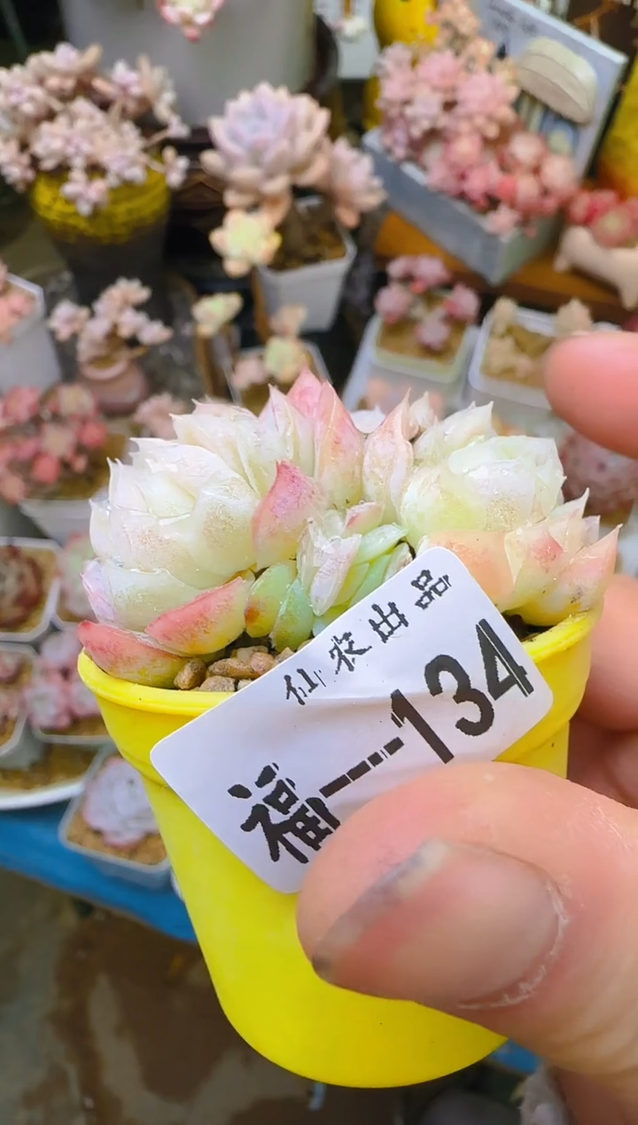 【闪购商品】福—134—仙农（水晶）