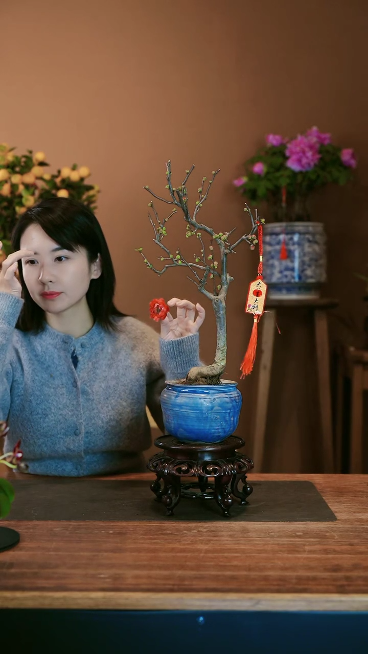 【闪购商品】盆景海棠花