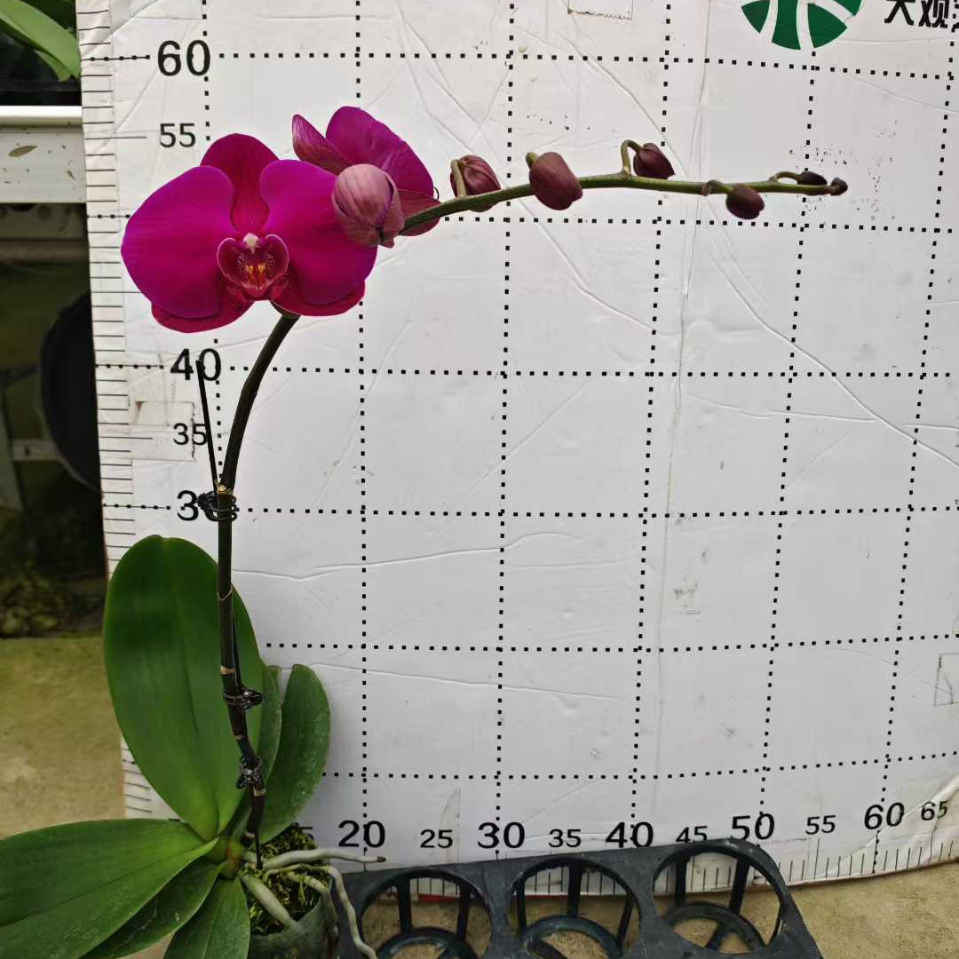 【大辣椒】3.5寸加高杯蝴蝶兰基地直发四季开花红花大花室内易养活