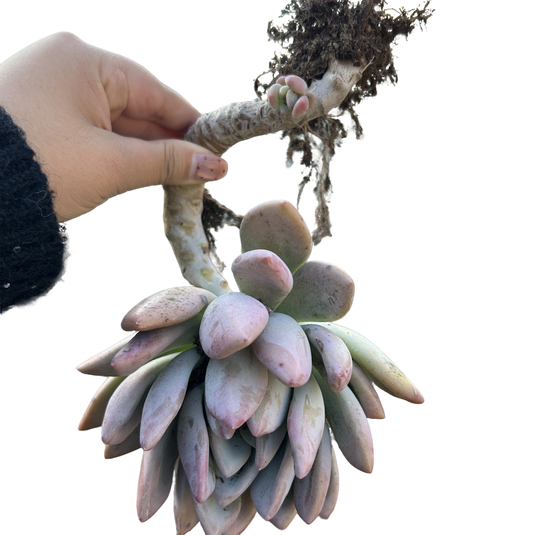 奥普多肉（满15包邮 以直播间展示为准）