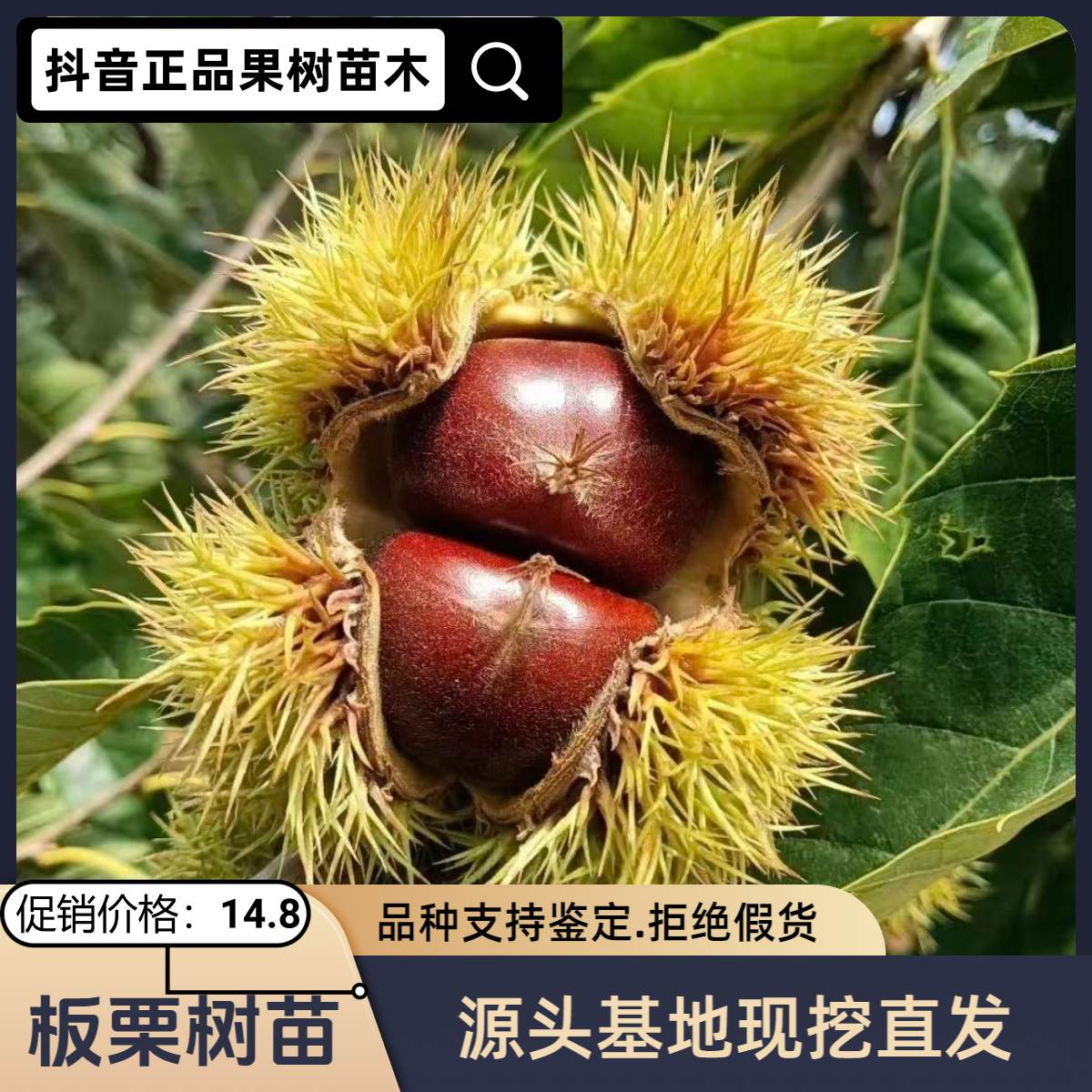 丹东板栗树苗南北方庭院地栽阳台盆栽种植耐寒易活果树苗板栗树苗