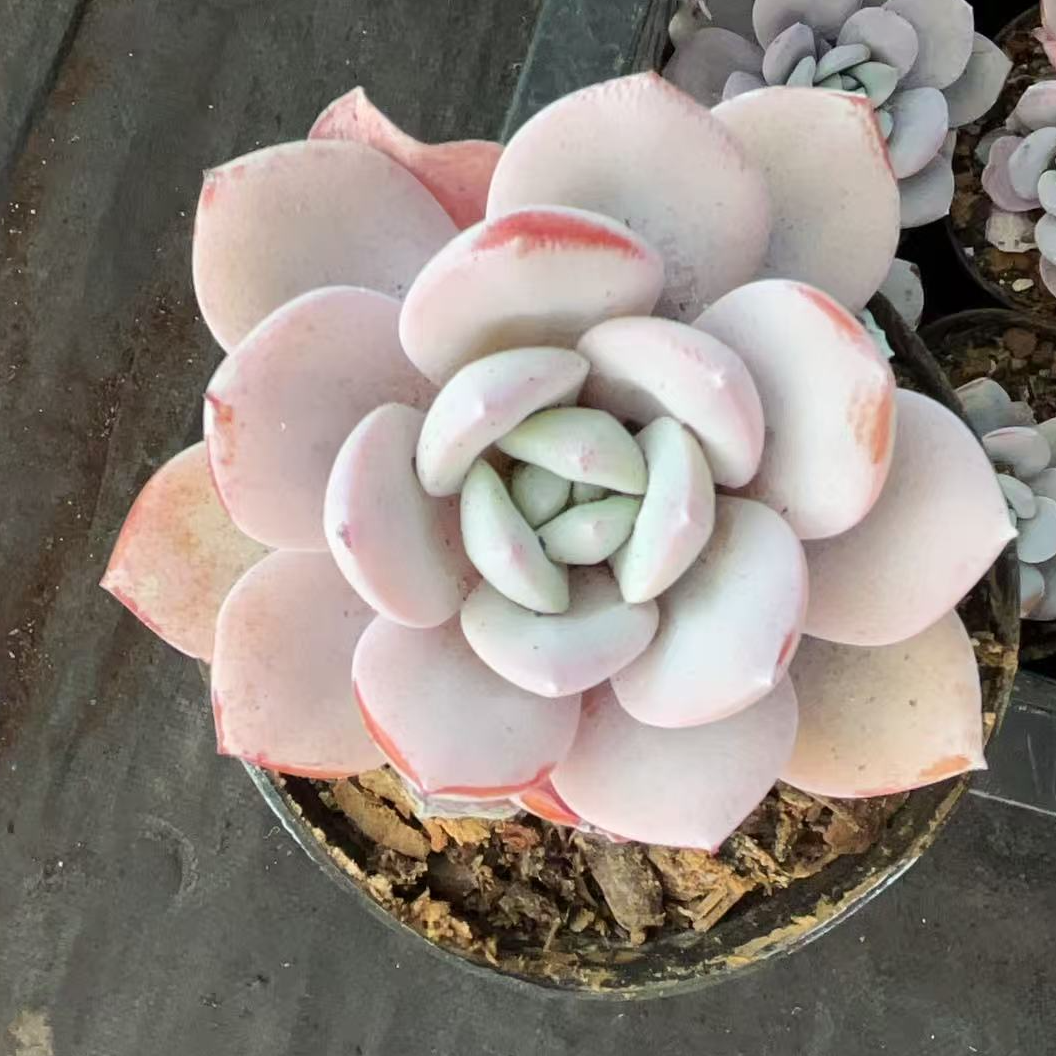 奶茶小精控 多肉满18包邮