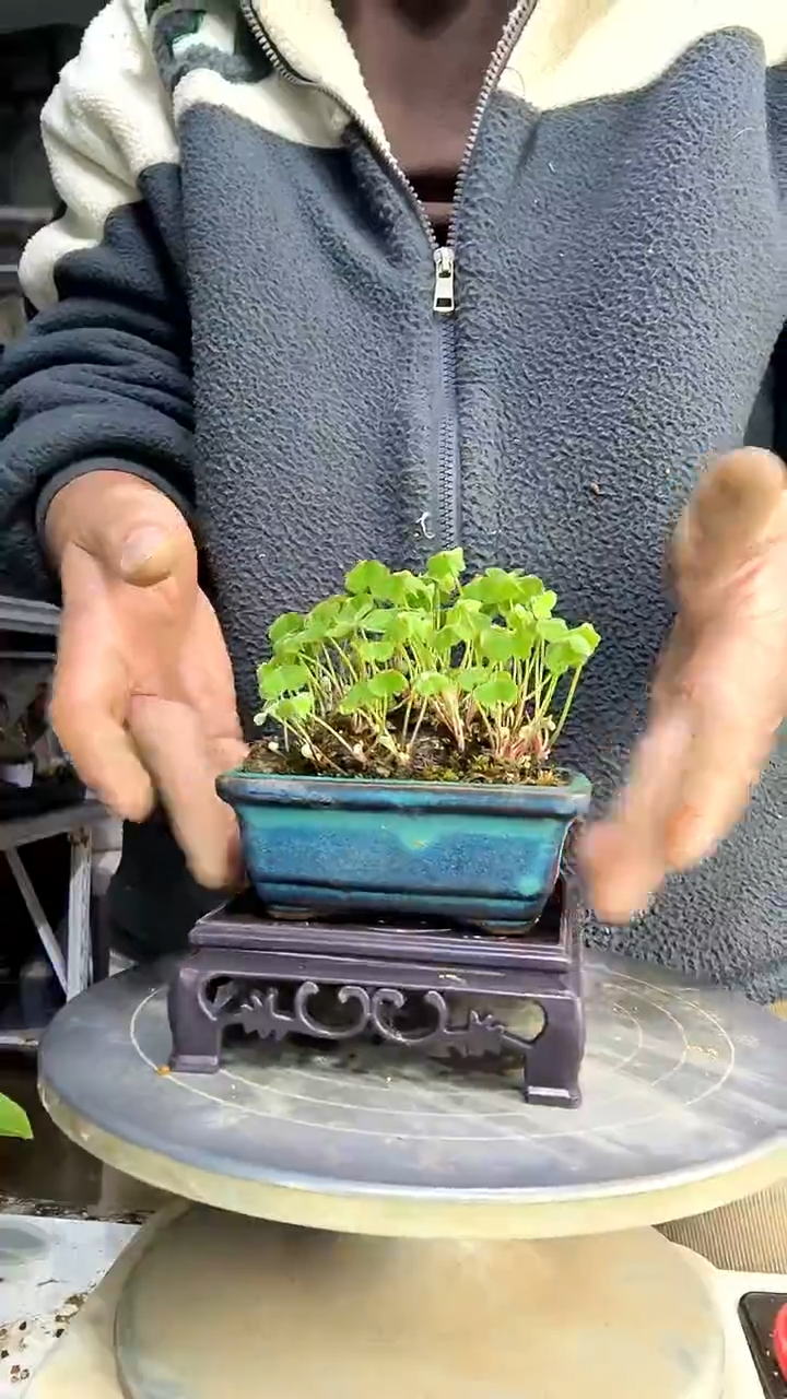 多****好中青园艺一物一拍435