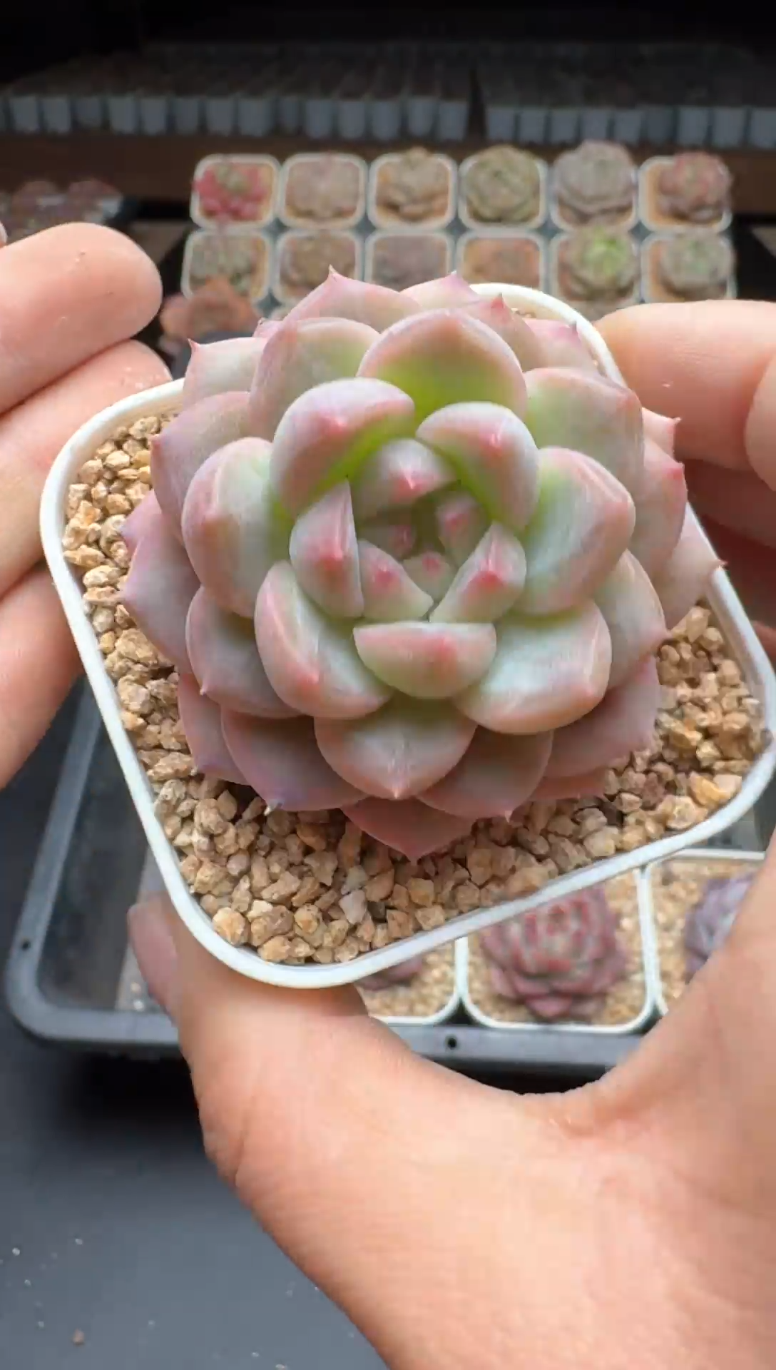 【闪购商品】019号一物一拍珍妮多肉花卉植物3颗起发