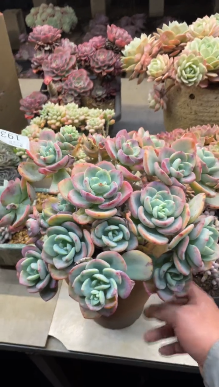 【闪购商品】193白月光